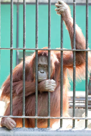 the hand of an orangutan in captivityの写真素材