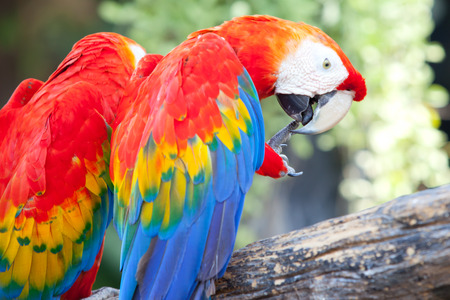 beautiful Scarlet macaw