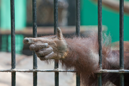 the hand of an orangutan in captivityの写真素材