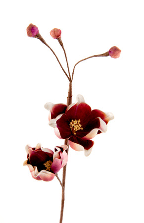 Handmade artificial paper flowers isolated on white backgroundの写真素材