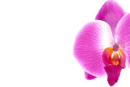 orchid isolated on white backgroundの写真素材