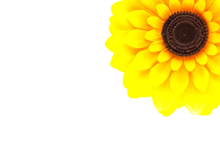 sunflower Isolated on white backgroundの写真素材