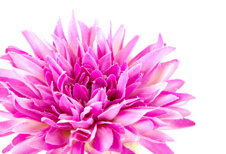 Gerbera isolated on white backgroundの写真素材