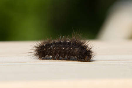 a caterpillar crawling on the boardの写真素材
