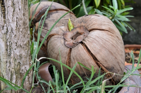 growing coconut palm from coconut seedの写真素材