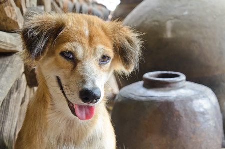 Cute brown dog wtth tongue outの写真素材