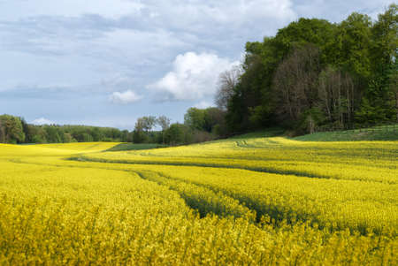 rapeseed field with dramatic looking clouds