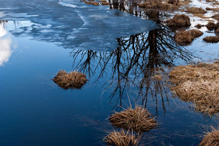 surface of half frozen swamp in winter - trees mirroringの写真素材