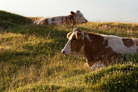 cows on a meadow, laying down in early mornigs lightの写真素材