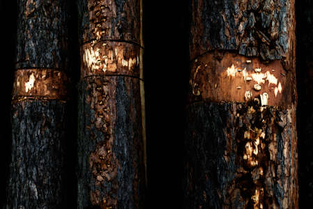 detail view of logs partly peeled by harvester  の写真素材