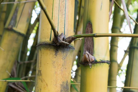 Bamboo green forest backgroundの写真素材