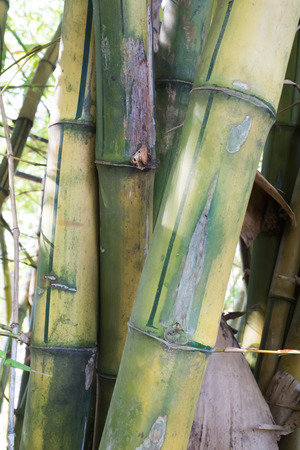 Bamboo green forest backgroundの写真素材