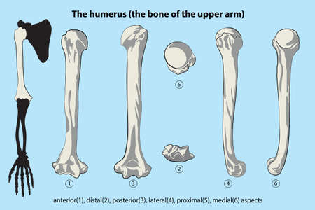The humerus (the bone of the upper arm)のイラスト素材