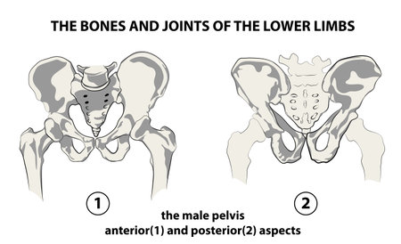 The bones and joints of the lower limbsのイラスト素材