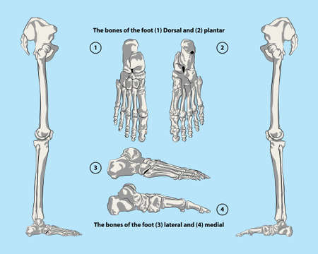 The bones of the foot
