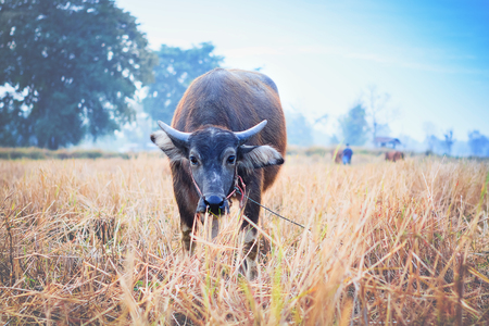 buffalo feed on grassland and blue sky is the backgroundの写真素材