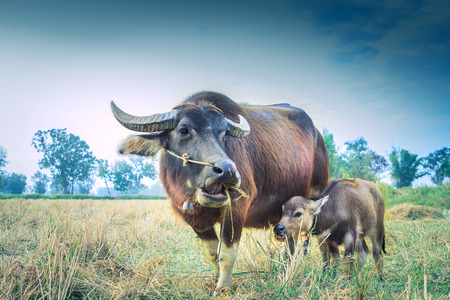 Mother and baby buffalo feed on grass and have blue sky is backgroundの写真素材