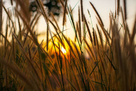 Grass in sunsetの写真素材