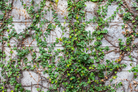 green ivy and concrete wallの写真素材