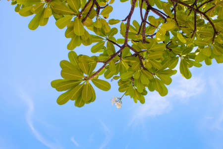 Blue sky with Plumeria Tree