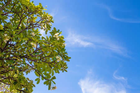 Blue sky with Plumeria Treeの写真素材