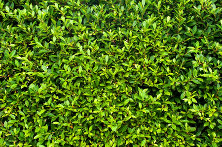 Green Hedging Plant, Green leaves wall background.