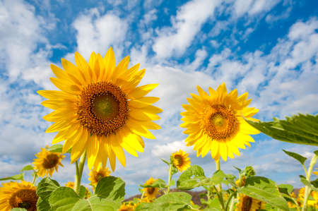 Beautiful sunflowers in the field over cloudy blue skyの写真素材