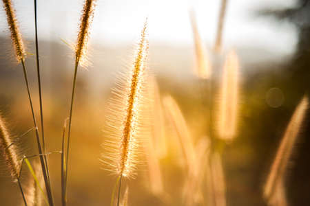Beautiful grass flower at sunset or sunrise for backgroundの写真素材