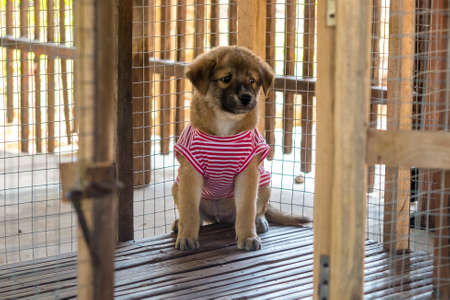 Puppy sit and calm in a cage, wearing a red-white strip shirt in a cold wheather.の写真素材