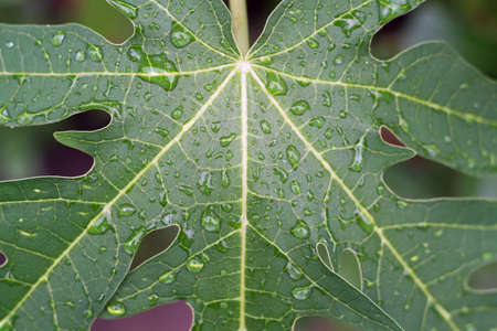 Close up of Water drops on a papaya leaf after the rainの写真素材