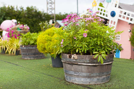 Tropical plants in a wood bushel basket stand in the gardenの写真素材