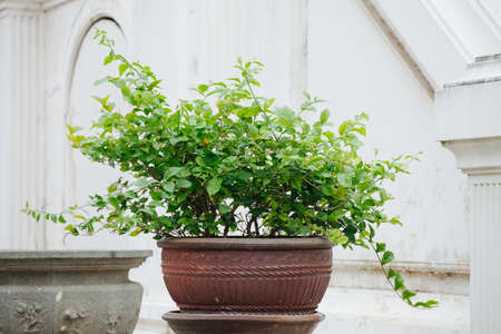 Green Shrub in a pottery with white background in thai templeの写真素材