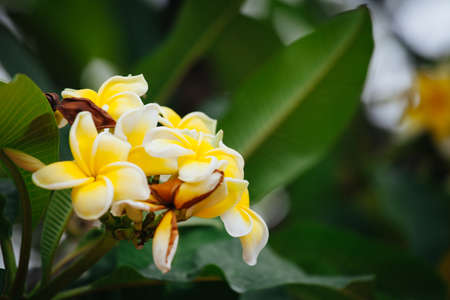 Blurred yellow frangipani flowers with green leaves for backgroundの写真素材