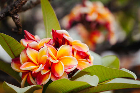 Yellow-pink Frangipani flowers with blur backgroundの写真素材