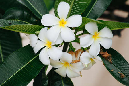 White Frangipani flowers and green leaves  with blur backgroundの写真素材