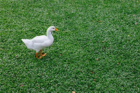 One white goose are going to eat on the floor, bright green grass.の写真素材