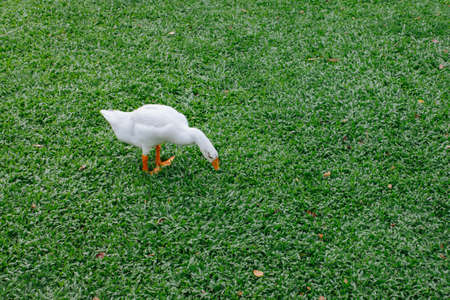 One white goose are going to eat on the floor, bright green grass.の写真素材