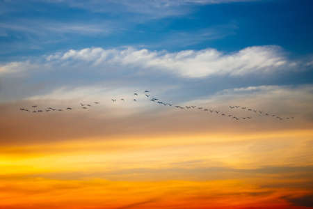 Silhouette group of birds flying at beautiful sunset sky (Soft focus)の写真素材