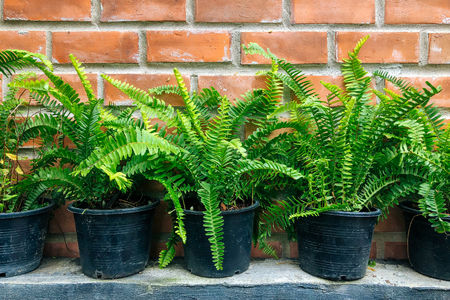 Row of the sword fern in plastic pot near brick wallの写真素材