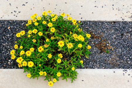 Yellow flower plant in small gravel decorate for footpathの写真素材