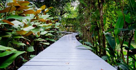 White wooden walkway in a beautiful tropical garden, Panorama viewの写真素材