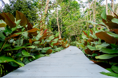 White wooden walkway in a beautiful tropical gardenの写真素材