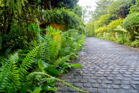 Cobble stone walkway in a beautiful tropical gardenの写真素材
