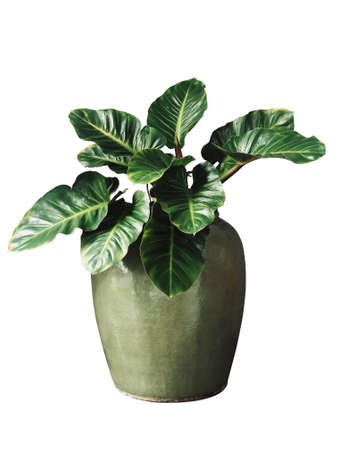 Philodendron plants in big green earthen jars on white backgroundの写真素材