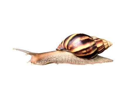 Close up snail isolated on white backgroundの写真素材