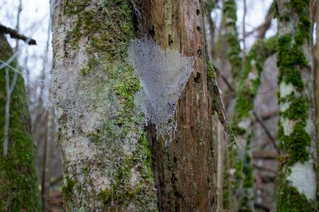 Frozen spiderweb in forest during winter seasonの写真素材