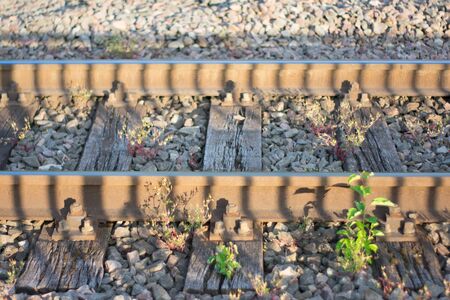 Train tracks in golden hourの写真素材