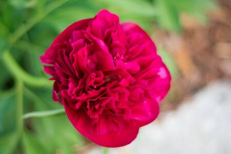 Closeup of red flower on blurry backgroundの写真素材