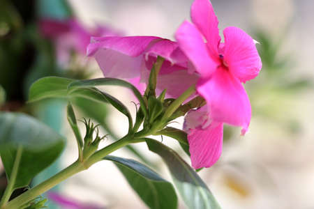 pink iris flower