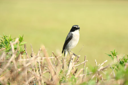 Black-backed Shrike (Lanius collurio)の写真素材